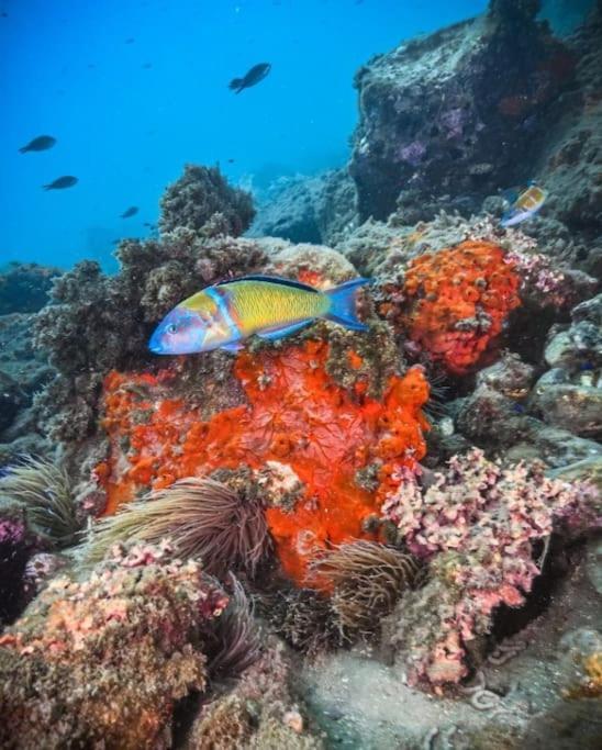 Roquetas Costa Leilighet Roquetas de Mar Eksteriør bilde