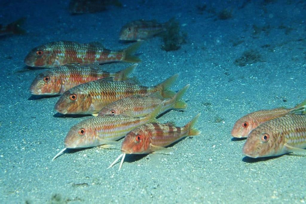 Roquetas Costa Leilighet Roquetas de Mar Eksteriør bilde
